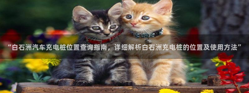 威廉希尔洗碗机